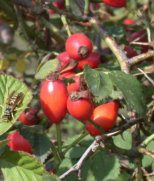 La Rosa canina